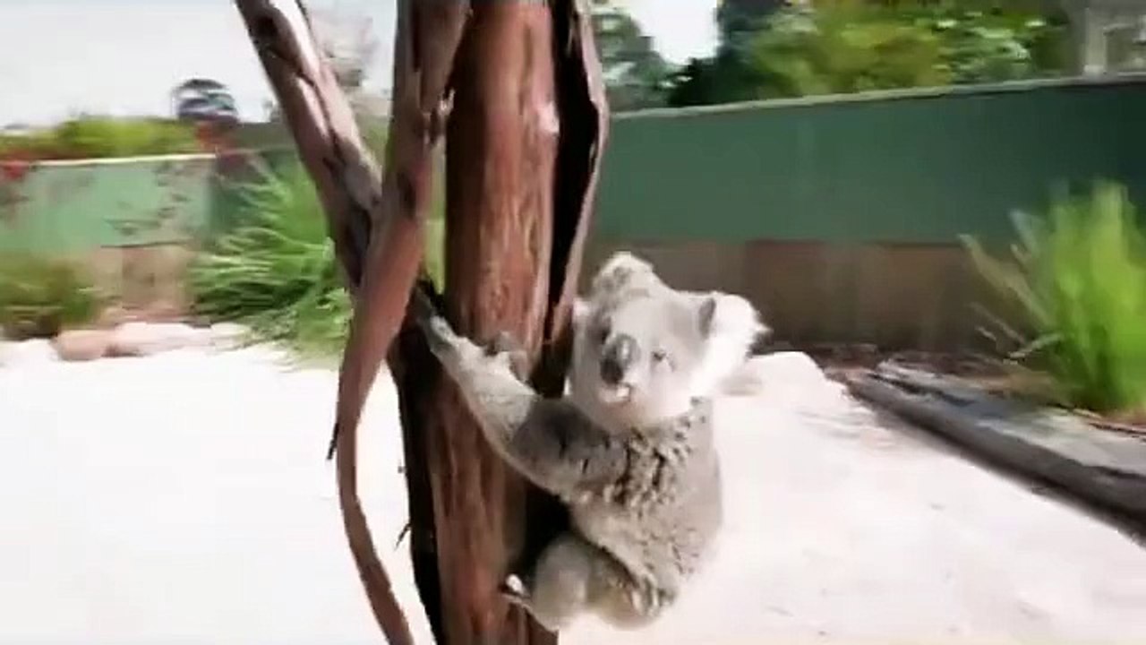 Un koala vient faire un gros câlin à un cameraman : le truc le plus mignon de la journée!