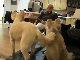 Dogs know exactly when its time for bed