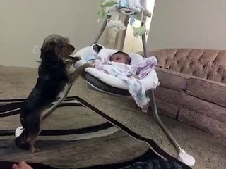 Loving dog gently rocks baby cradle
