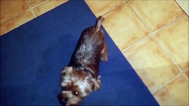 Yorkshire terrier puppy knows plenty of tricks