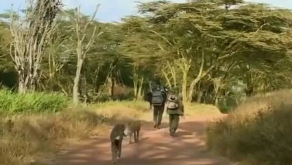 National Geographic Wild Documentary - Animals Life in forest