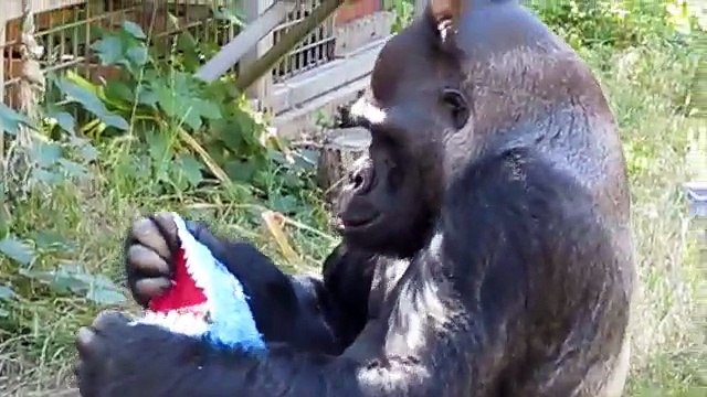 Ndume Celebrates Koko's Birthday (July 4, 2015); to Celebrate his Own on Oct. 10