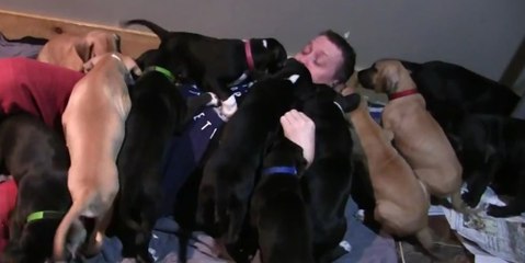 Puppies swarming their owners. Cute AND funny.