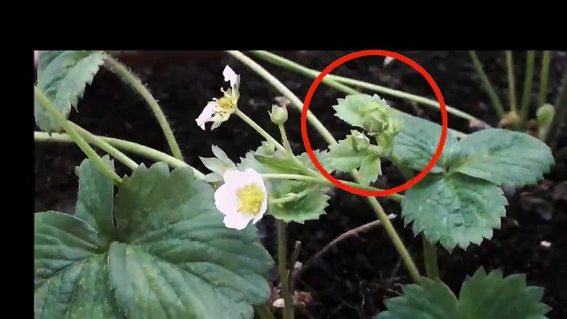 اسٹرابیری کس طرح تیار ہوتی ہے ۔ ۔ 40دن میں تیار ہونے والی ویڈیو 15 سیکنڈ میں دیکھے