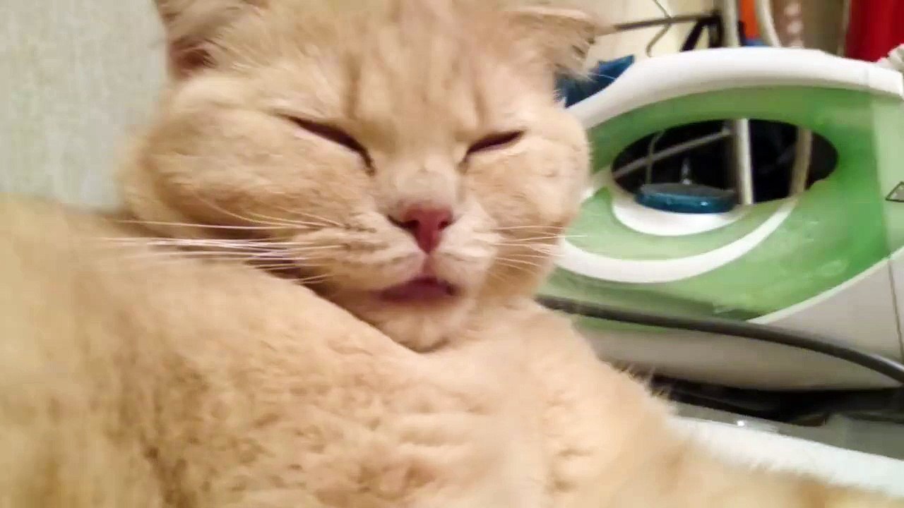Кот сломался ))