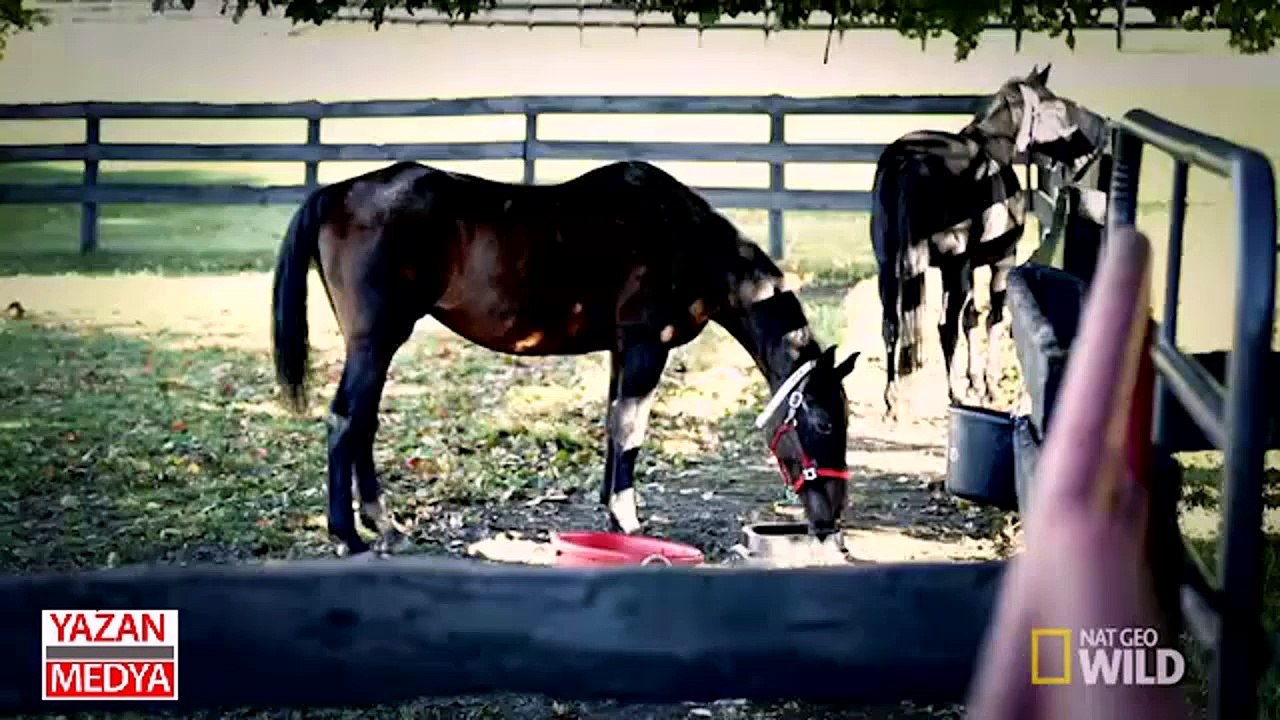 Bu da atların diş bakımı