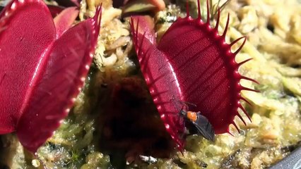 قاتل پودے ۔۔ دیکھیے پودےکس طرح حشرات کا شکار کرتے ہیں ۔۔ سبحان اللہ