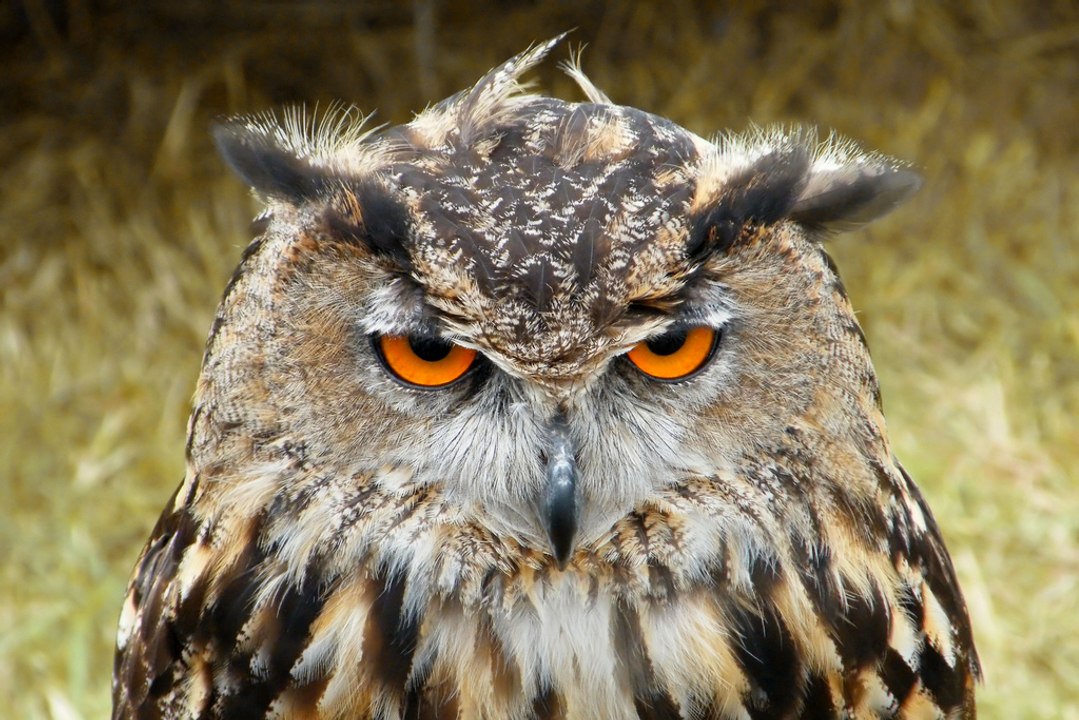 Патилата на Совата Owl s Odyssey
