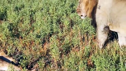 Top 10 Funniest Farts Animal in the World HD