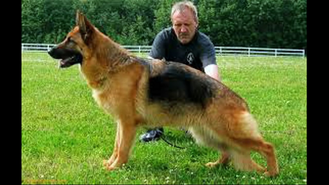 Top 10 GUARD DOGS in the world 2015 - 2