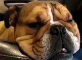 Dog Snores and Dreams In Its Sleep