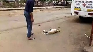 Dog funny prank