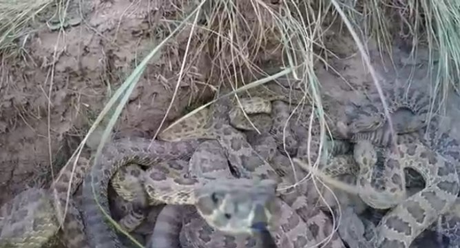 Chute d'une GoPro dans un nid de serpents à sonnette