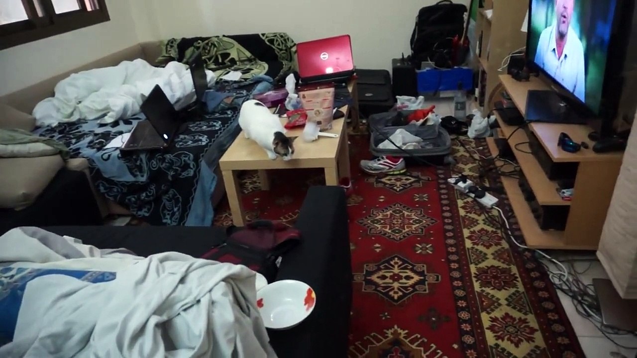 Cat hunting kitten while eating. see what happens! SHOCKING! Bibi