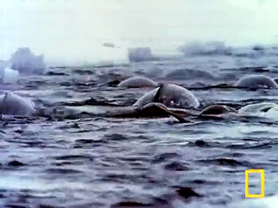 Narwhals