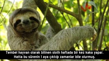 Bok Hakkında Çok İLGİNÇ Bilgiler