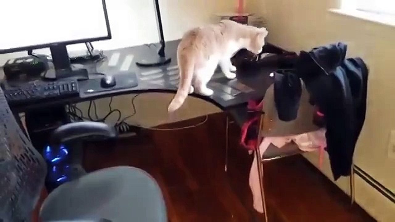 Как отучить кота ходить по столу