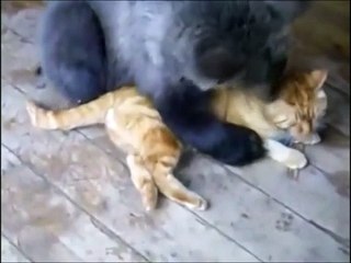 Кот и медведь!