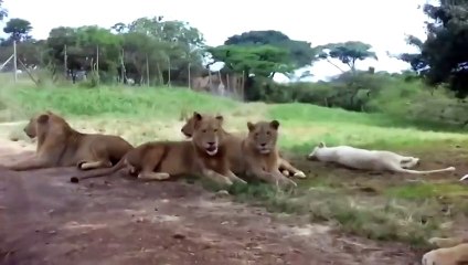 Неожиданный гость: что это значит и как подготовиться? 🧐