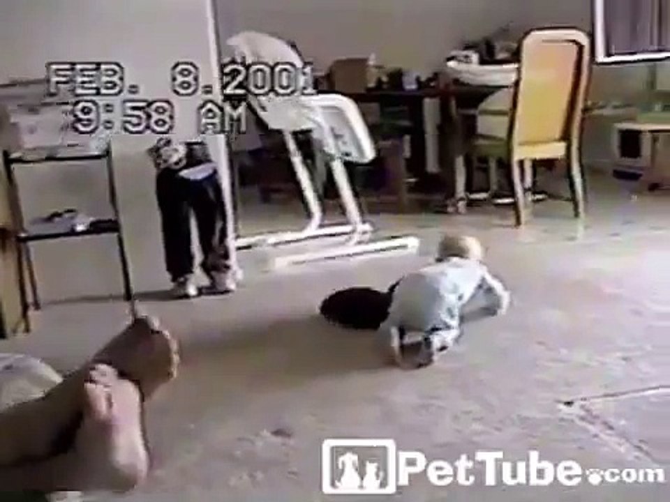 Кошка и ребенок играют!