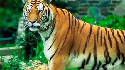 Short Documentary by Sarad rai