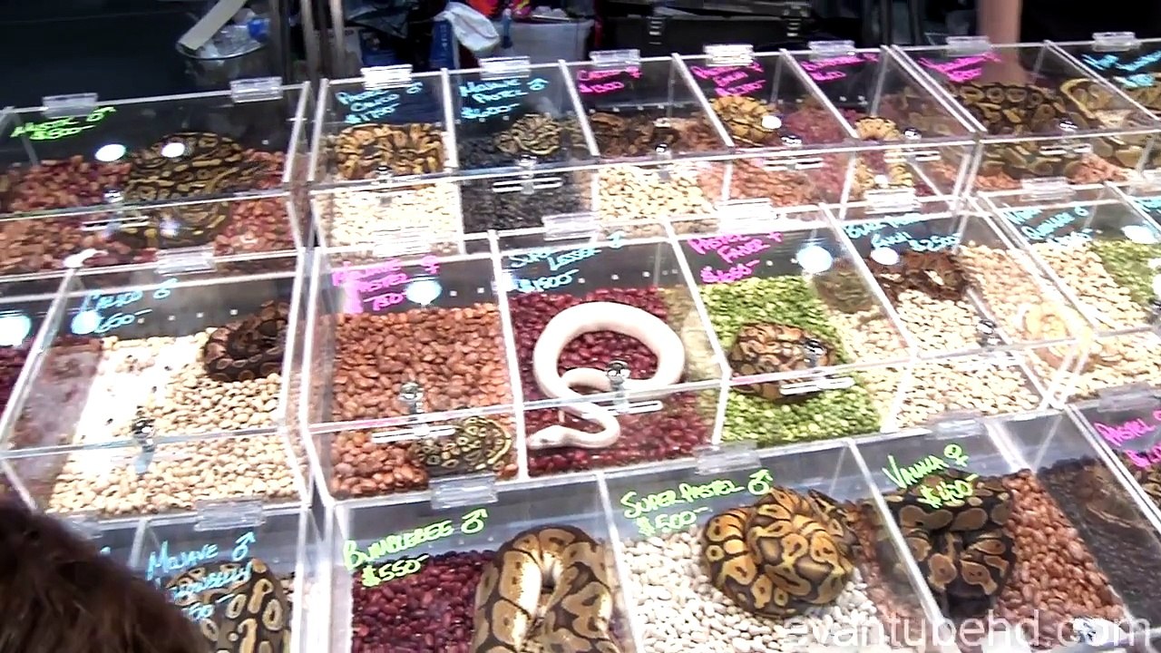 REPTILE SHOW & EXPO 2012! Venomous Snake Display, Geckos, Alligator, Bearded Dragons and m