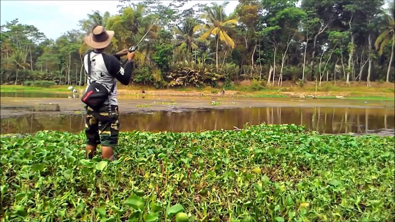 Mancing Ikan Gabus / Casting Snakehead Fish