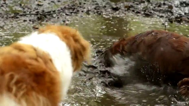 СвиноПес ⁄ Mud wrestling dog