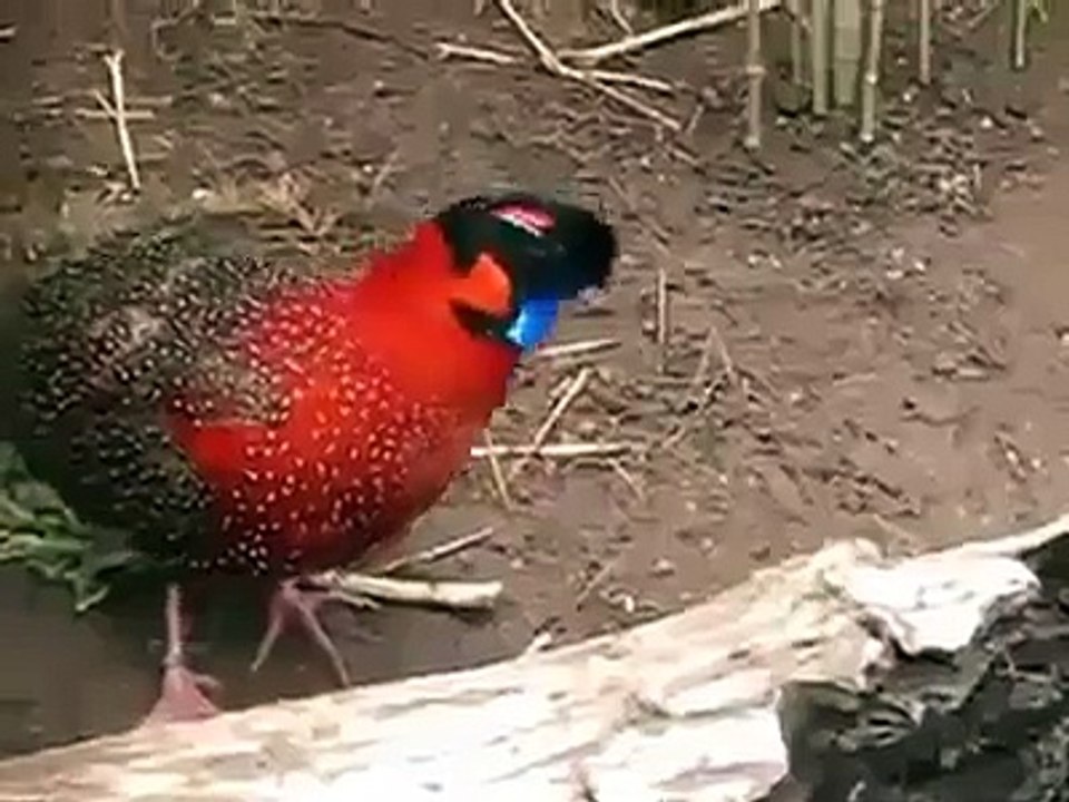 Amazing Peacock