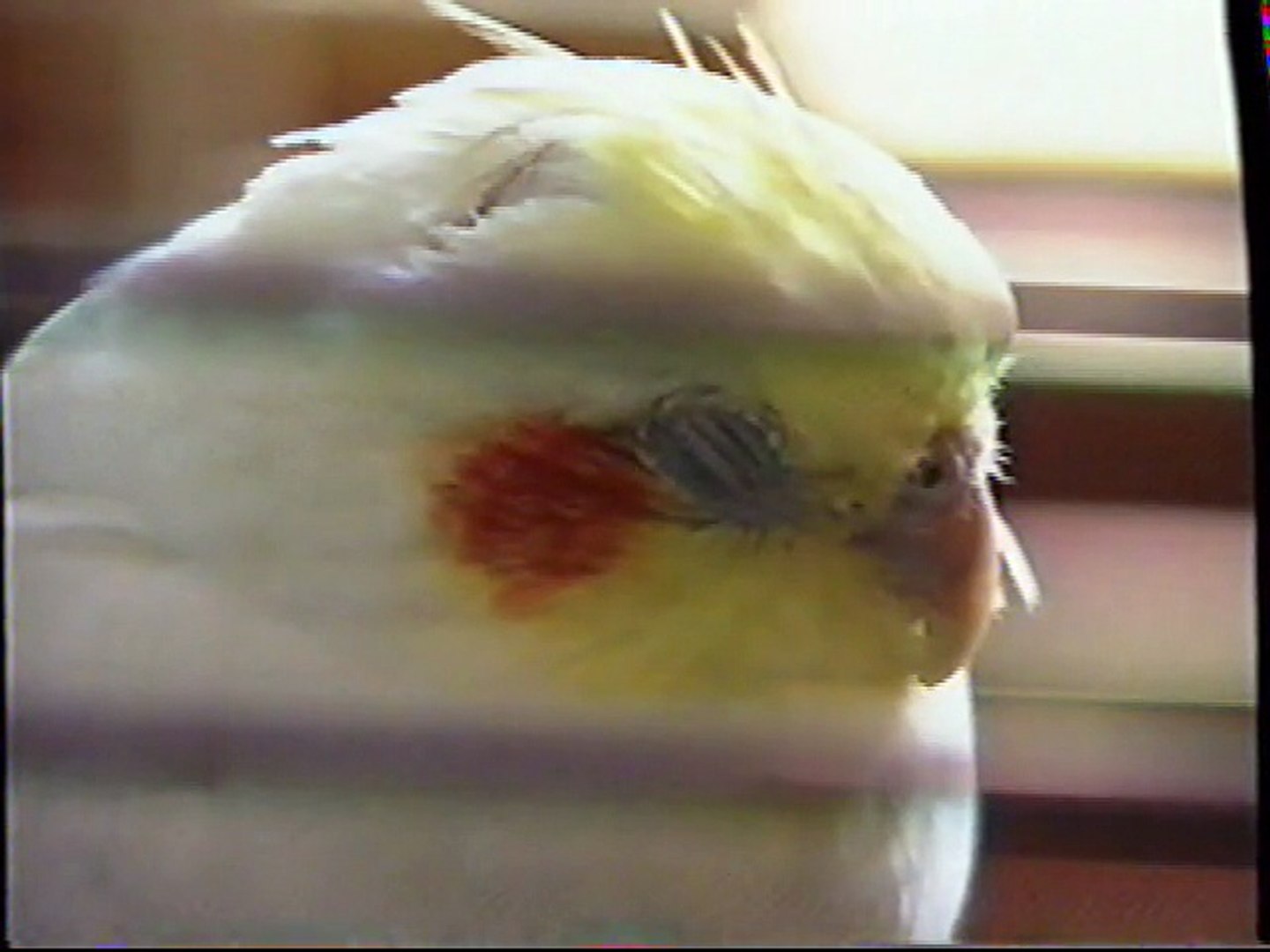 Nighty Night (2001 VHS Edition)