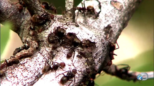 Surviving Nude vs. Surviving Clothed | Naked and Afraid XL