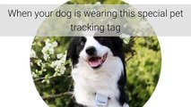GPS Collar For Dogs Pros & Cons | GPS Collar For Dogs Buying Guide