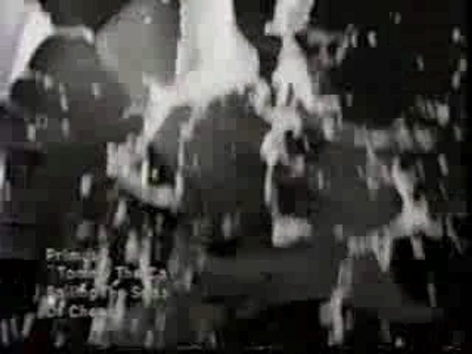 Primus : Tommy the cat