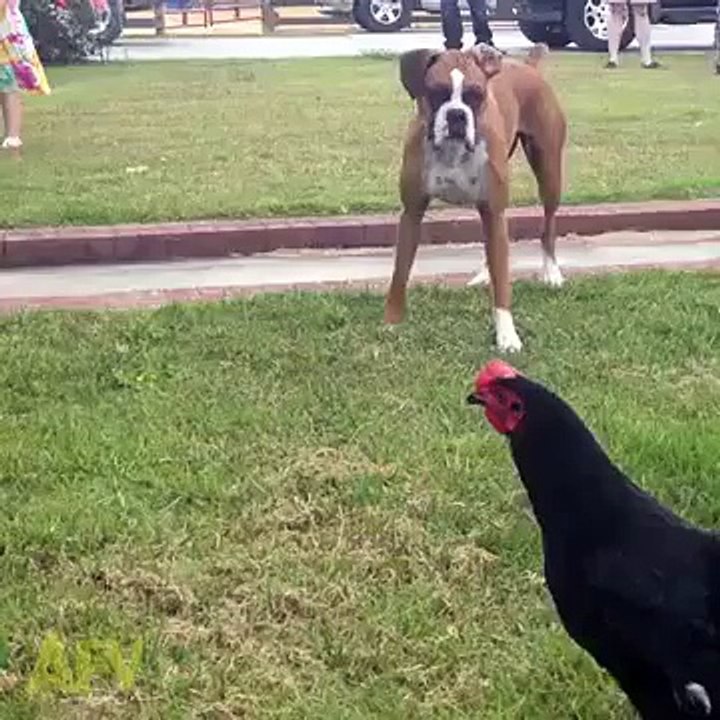 Its a feather fur turf war! HAHAHA !