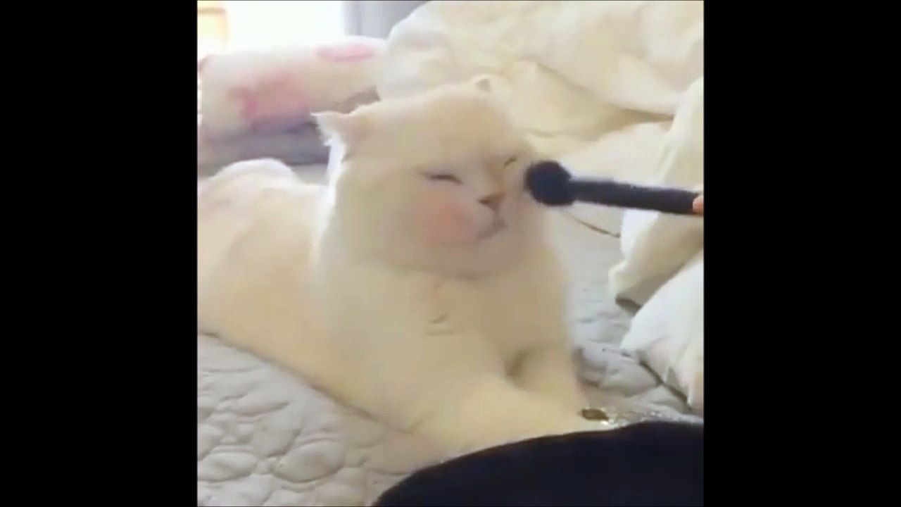 Makeup time for yhis kitten