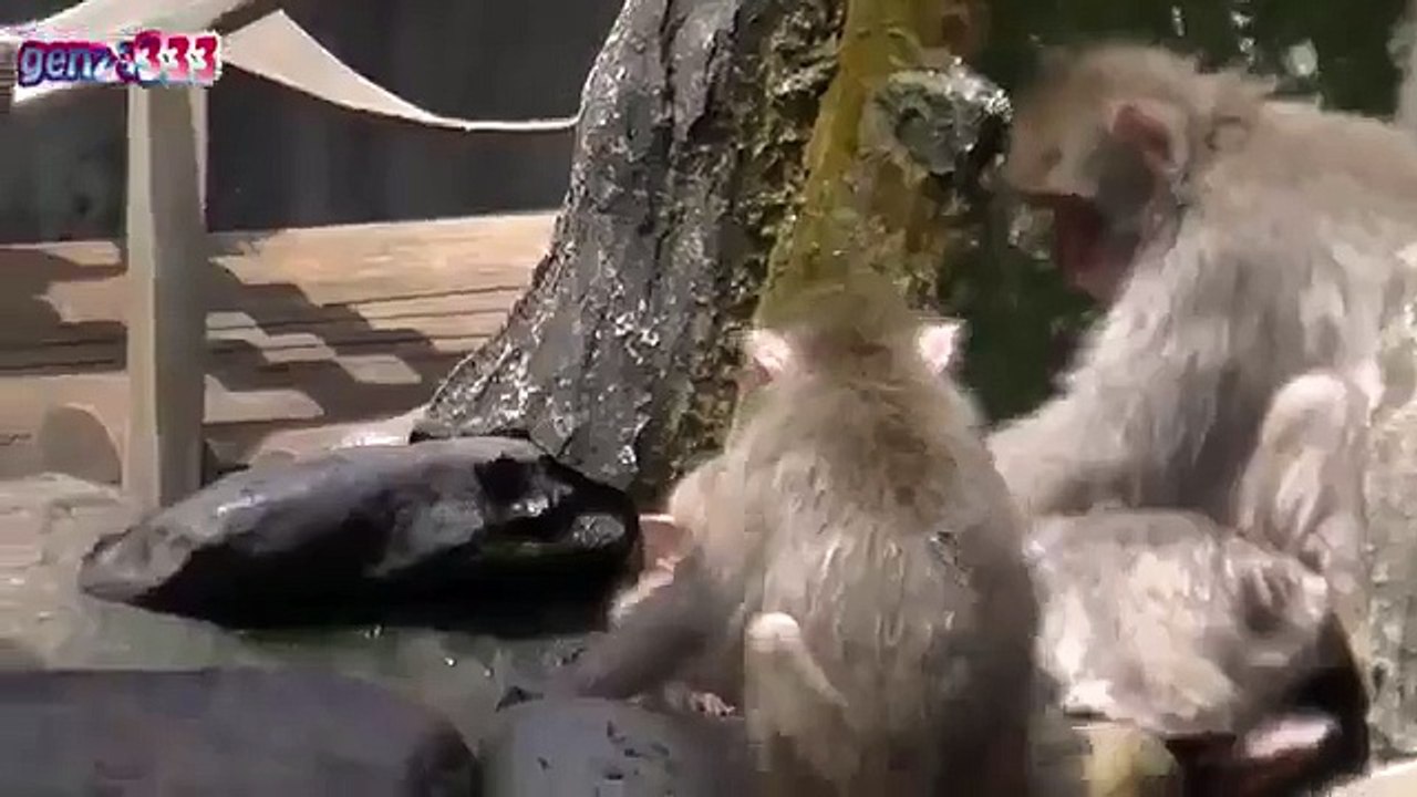 Baby monkey bullying