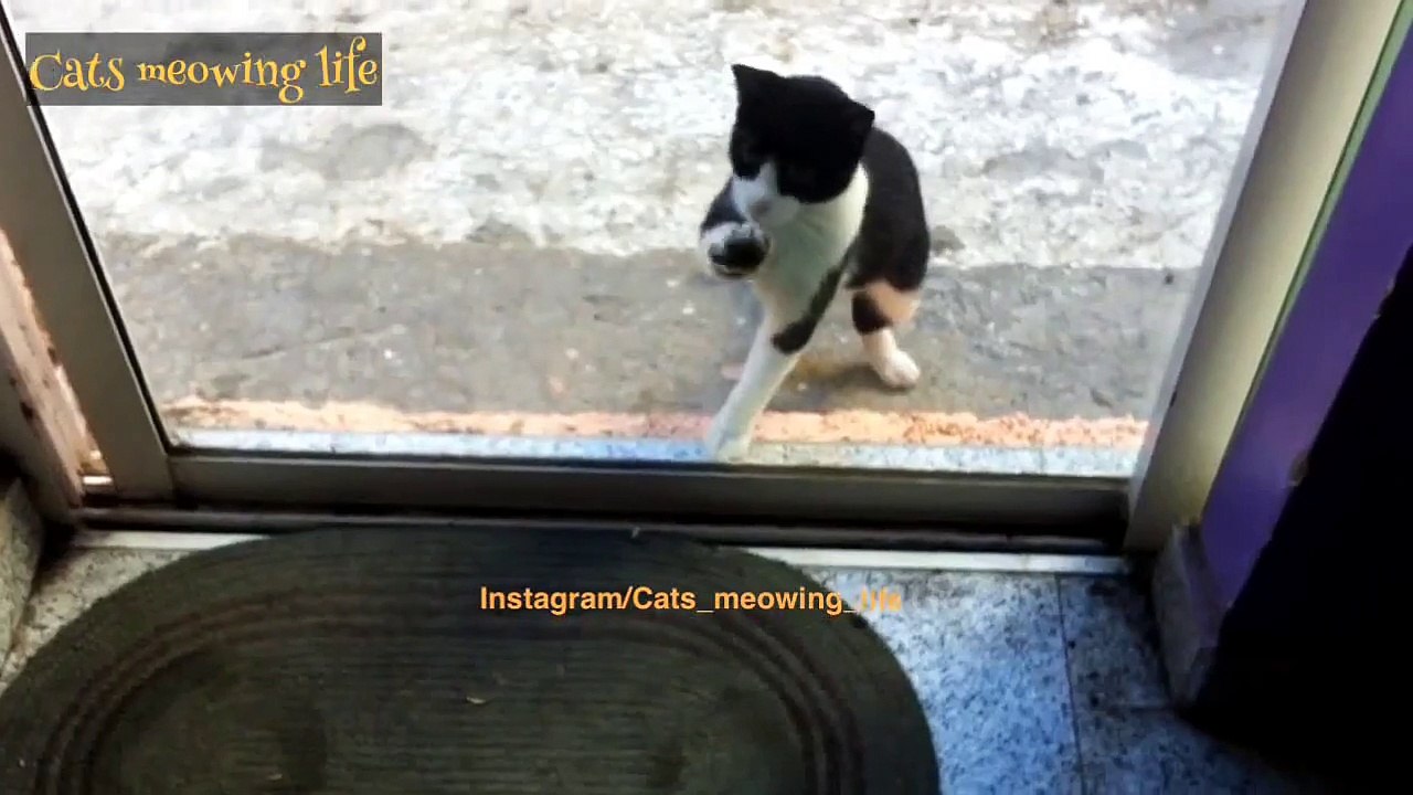 Cats compilation 2015 [Cats dancing] Kitten talented in dance