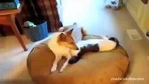 Cats stealing dogs beds compilation why do cat steal dog beds 2014