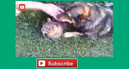 Cute Cats and Dogs Feeling Jealeous Compilation 1