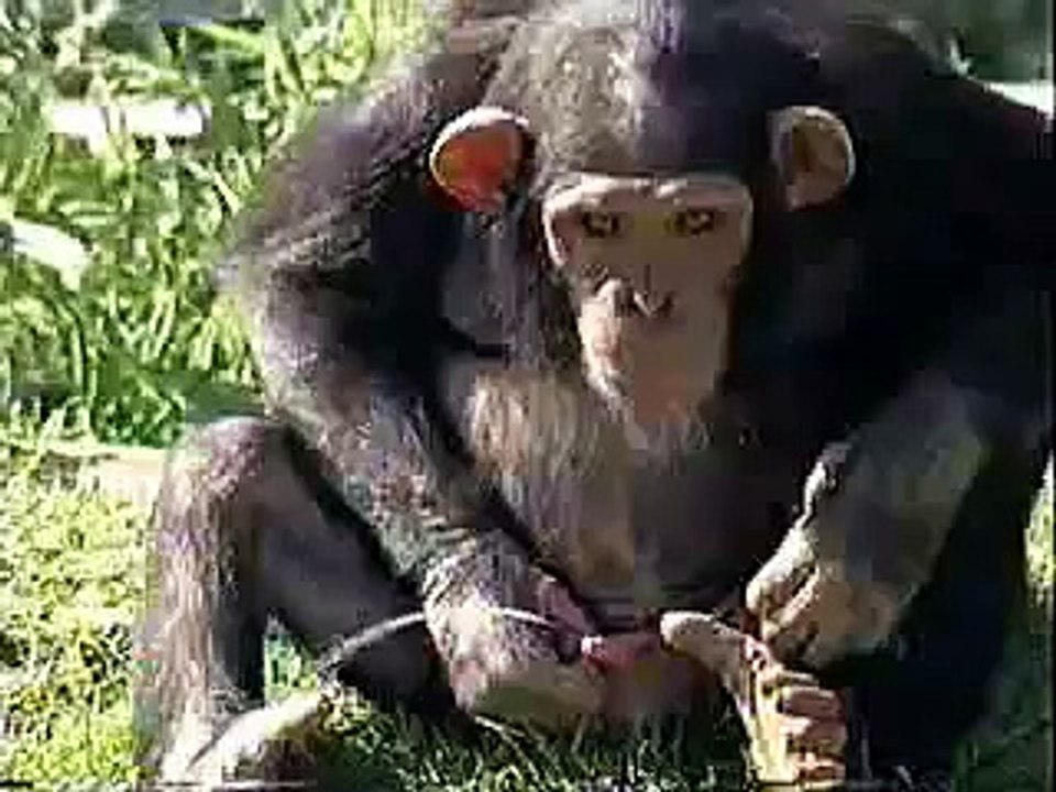 Video Divertido (1)