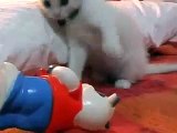 Video divertido gato jugando animales cachorros videos de risa y humor Cat playing funny video.