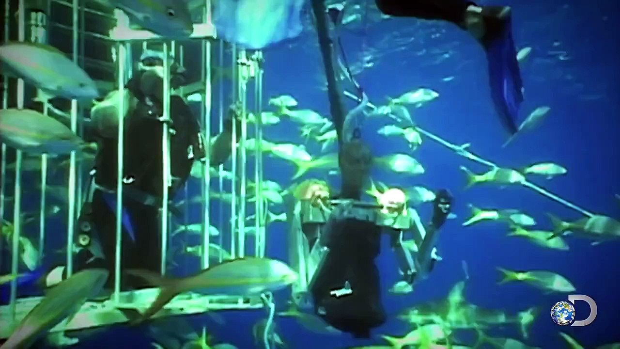 Sharks vs. Humans | MythBusters