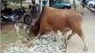 See How A Goat Is Fighting Confidently With A Big Bull