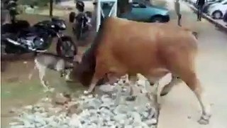 See How A Goat Is Fighting Confidently With A Big Bull