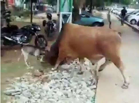 See How A Goat Is Fighting Confidently With A Big Bull