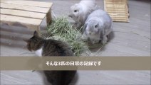 猫とウサギの動画チャンネル