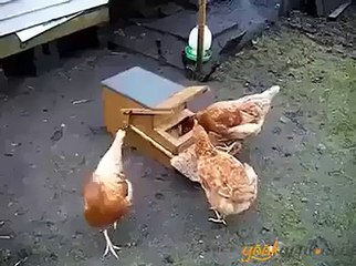 Tavuklar için üretilmiş harika yemlik - Funny Video - video Droles