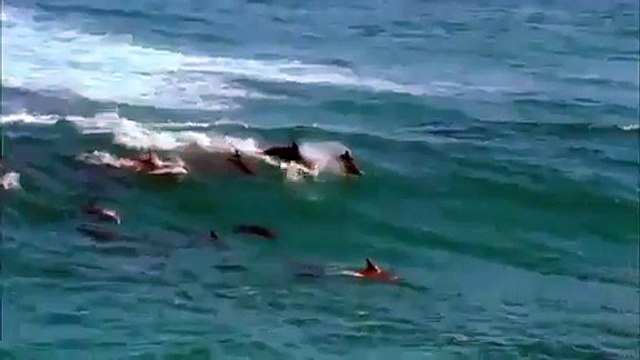 Tehlikedeler lütfen iki dakikanızı ayırın - Funny Video - video Droles