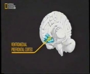 Dopamina: Psicologia del timador