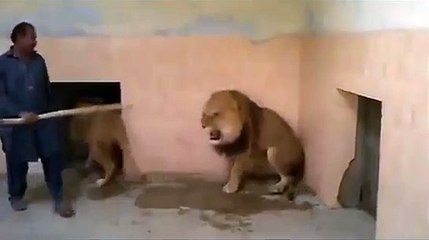 Lion vs Man Lion - While Attack in ZOO - Watch Latest Video of 2015